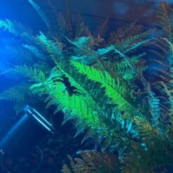 Pack Promo 6 Spots Extérieurs Piquets 230V Ronds Douille GU10 - IP65 - 35W Max. - Finition Noire -OSRAM || EUROPALAMP Soldes Boutique 41436809 4